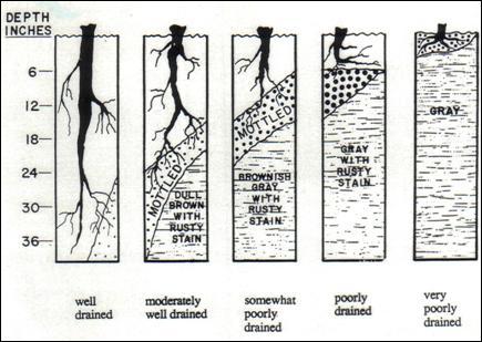 soil drainage class.JPG